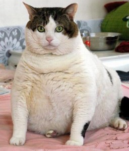 obese-cat